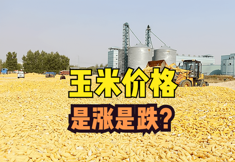 杂粮供应市场：传统与创新交织的新风景线